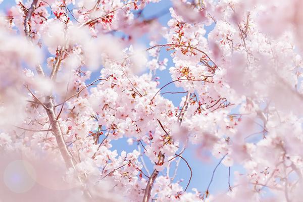 2024年桜の開花･満開予想