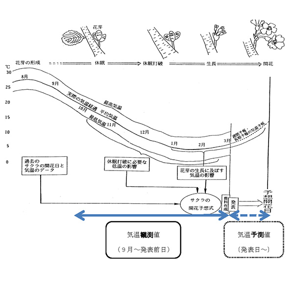 【図2】桜の開花の仕組み（気象庁、1996を加工）