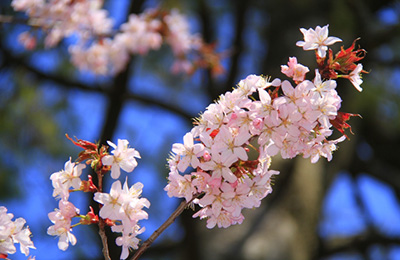 Sargent’s Cherry trees