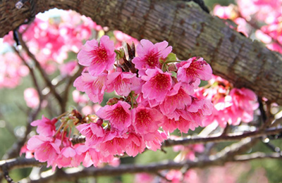 Taiwan Cherry trees (Winter Cherry trees)