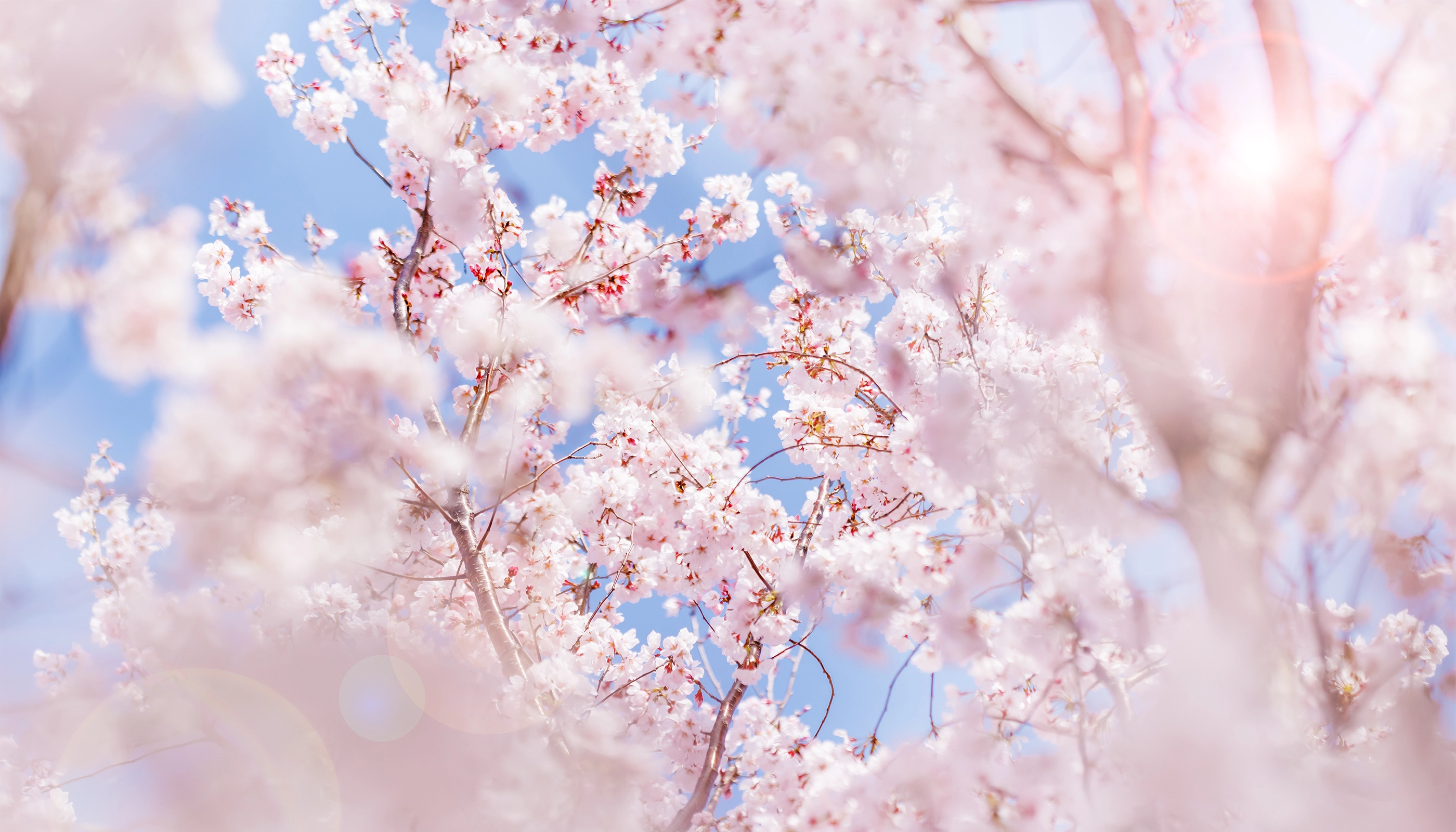 2024年桜の開花・満開予想